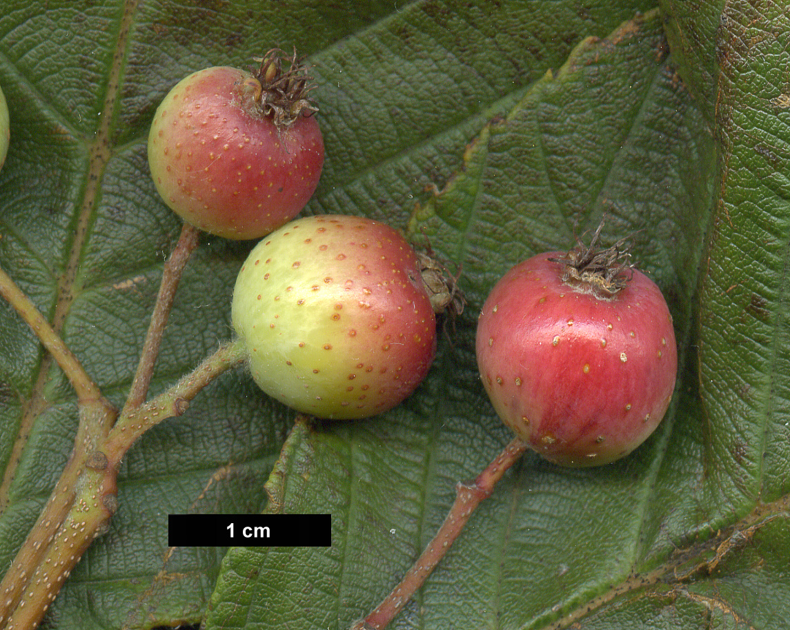 High resolution image: Family: Rosaceae - Genus: Sorbus - Taxon: aff. atrosanguinea